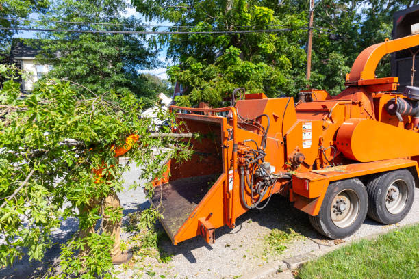 Professional Tree Service in Lufkin, TX